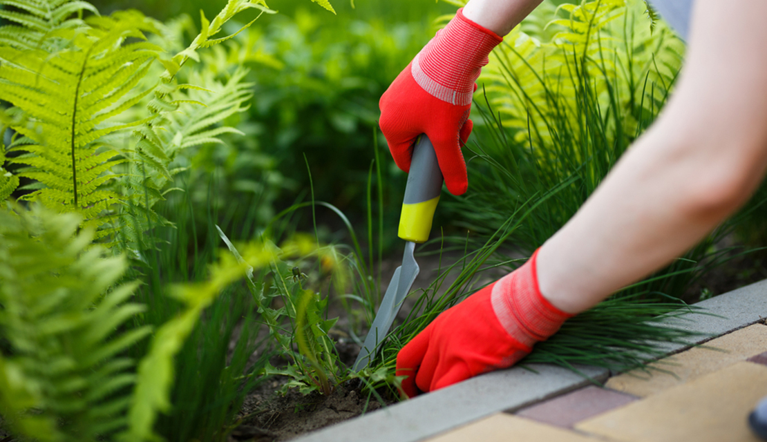 Weed Control Service in Melbourne